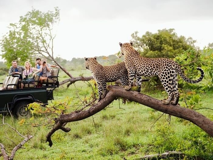 Du khách trên xe safari ngắm nhìn hai con báo đốm đứng trên cành cây giữa khung cảnh thiên nhiên xanh tươi.