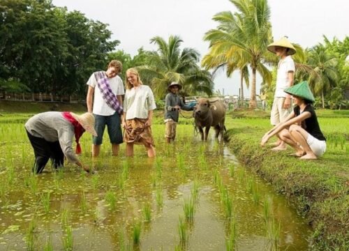 Du lịch trải nghiệm nông nghiệp là gì? Khám phá top điểm trải nghiệm HOT