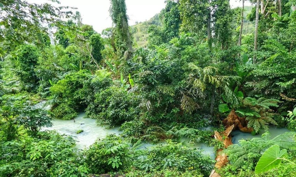 Khám Phá Vườn Quốc Gia Yok Đôn: Những Trải Nghiệm Thú Vị Không Thể Bỏ Lỡ 2 Rừng nhiệt đới xanh tươi với dòng suối trong vắt chảy qua, tạo nên cảnh thiên nhiên hoang dã tràn đầy sức sống.
