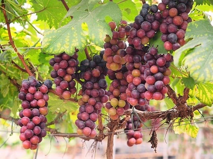 Chùm nho chín mọng, đủ màu sắc từ xanh, đỏ đến tím, treo lủng lẳng trên cành nho với những chiếc lá xanh non tươi tốt.