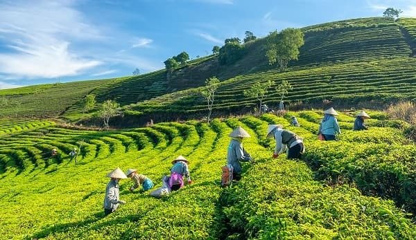 Cao Nguyên Vân Hòa: Khám Phá 'Đà Lạt Thứ 2' Của Xứ Nẫu Với Những Điều Đặc Biệt 2 Người nông dân đội nón lá đang thu hái chè trên những đồi chè xanh mướt dưới bầu trời trong xanh tại vùng cao.