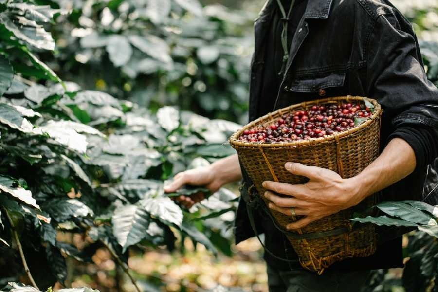 Người nông dân thu hoạch cà phê chín đỏ trong rừng cây xanh tươi, với giỏ mây đầy trái cà phê tươi ngon trên tay.