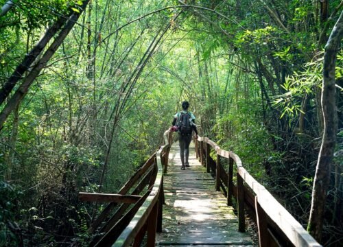 Trekking Nam Cát Tiên: Khám phá vẻ đẹp hoang sơ của vùng rừng nguyên sinh