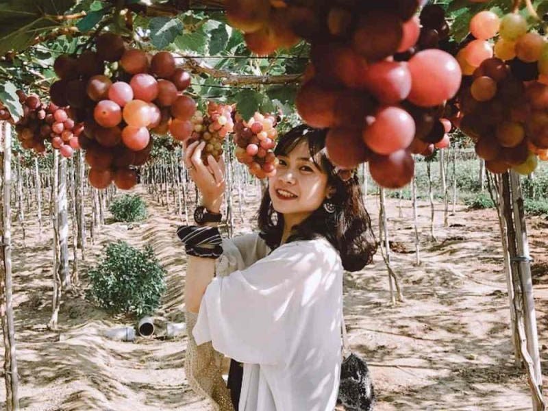 Cô gái cầm chùm nho tươi trong trang trại nho, mặc áo trắng và cười giữa vườn nhiều chùm nho chín mọng.