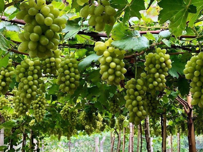 Vườn nho xanh với từng chùm nho tươi tốt treo trên giàn lá xanh mướt, tạo nên một cảnh đẹp thiên nhiên.