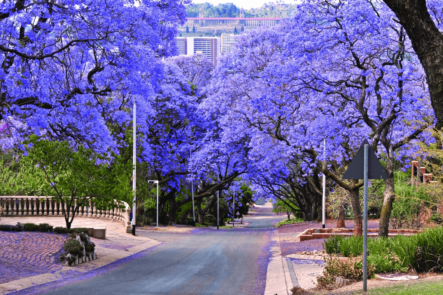 Con đường rợp bóng hoa jacaranda tím nở rộ hai bên, tạo nên khung cảnh thiên nhiên tươi đẹp đầy sức sống.