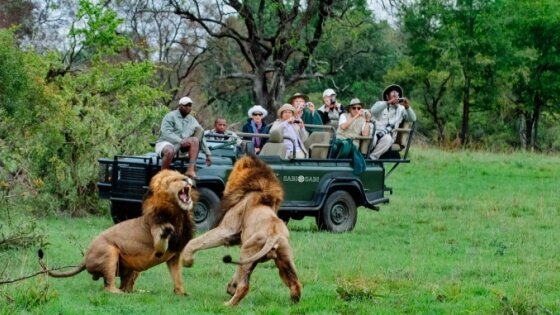 Du khách ngắm hai con sư tử trong cuộc chiến ở khu bảo tồn thiên nhiên từ xe jeep trong chuyến đi săn động vật hoang dã.