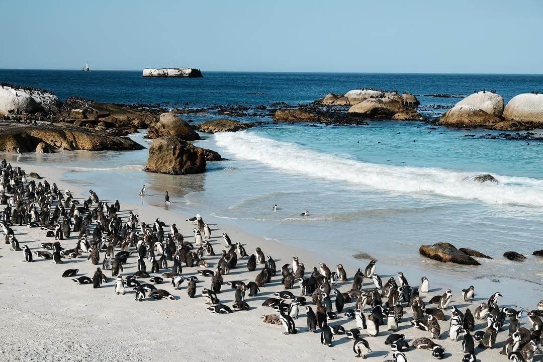 Du lịch Cape Town – Khám phá thành phố đẹp nhất Nam Phi 4 Hàng trăm chim cánh cụt tập trung trên bãi biển cát trắng, bên bờ biển xanh biếc và những tảng đá lớn.
